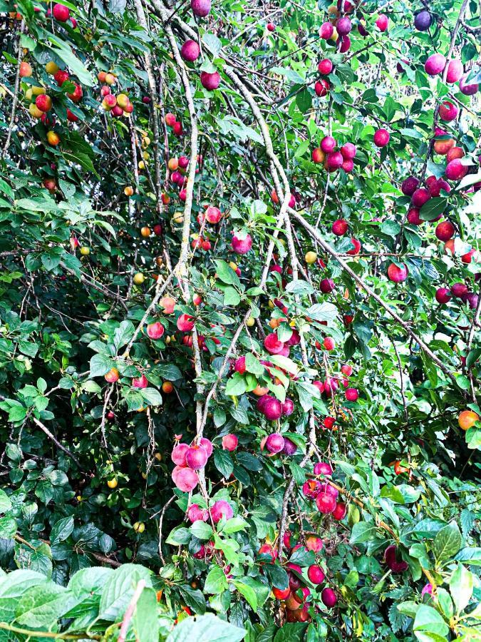 Holiday Home Les Plachettes Flobecq ภายนอก รูปภาพ